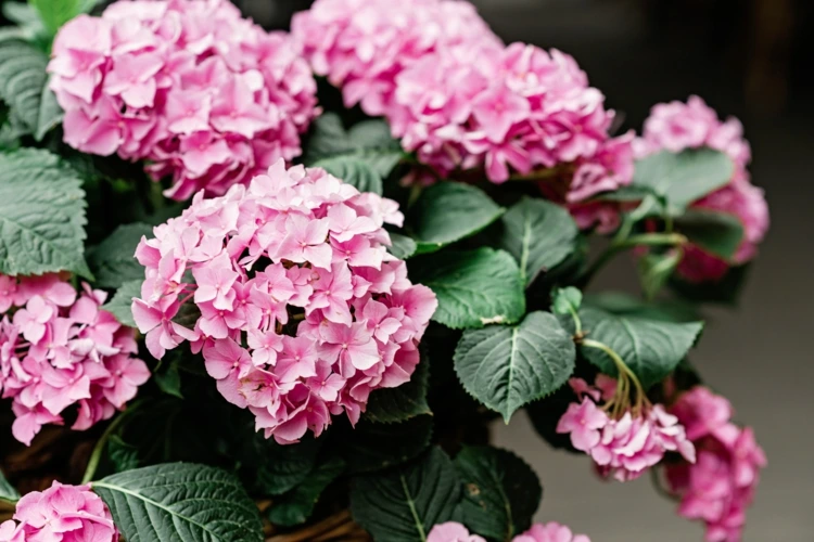 Von Hortensien die Farbe ändern - Tipps zum Düngen und Färben der Blüten