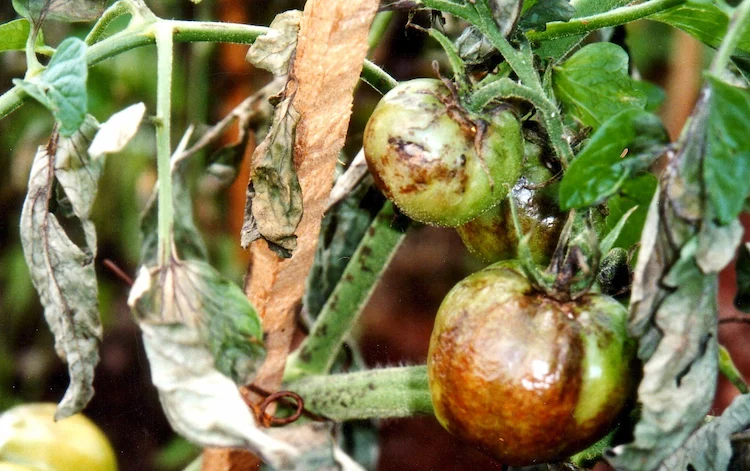 Von der Pilzinfektion können sowohl grüne als auch reife Tomaten betroffen sein