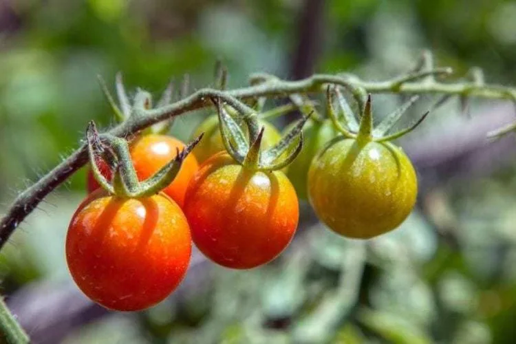 Tomaten ernten