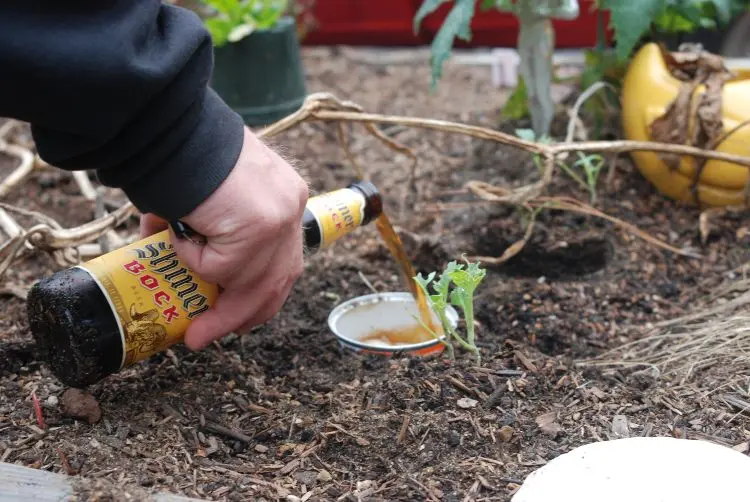 Warum Bierfallen im Garten nicht effektiv gegen Nacktschnecken sind