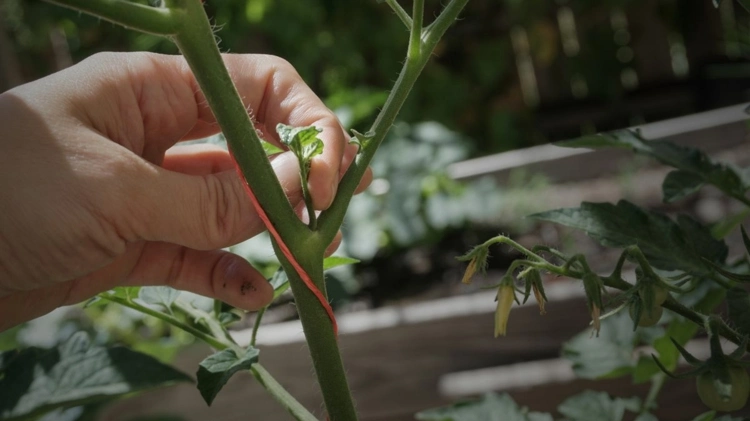 Warum man Tomaten ausgeizen sollte für die richtige Pflanzenpflege