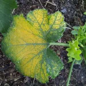 Warum werden die Zucchini-Blätter gelb - Ursachen und Lösung