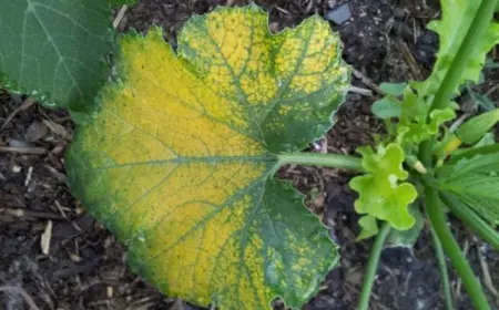 Warum werden die Zucchini-Blätter gelb - Ursachen und Lösung