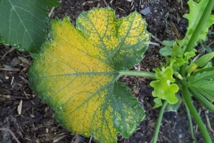 Warum werden die Zucchini-Blätter gelb - Ursachen und Lösung