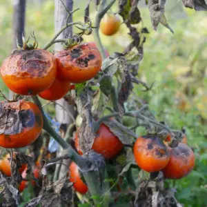 Was verursacht die Braunfäule bei Tomaten, erfahren Sie bei uns