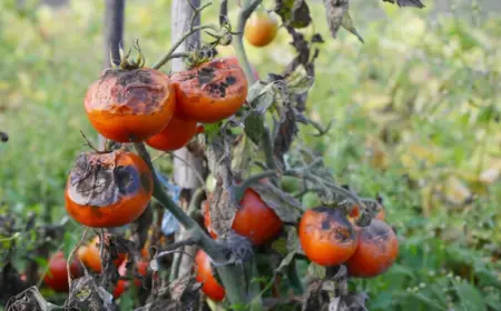 Was verursacht die Braunfäule bei Tomaten, erfahren Sie bei uns