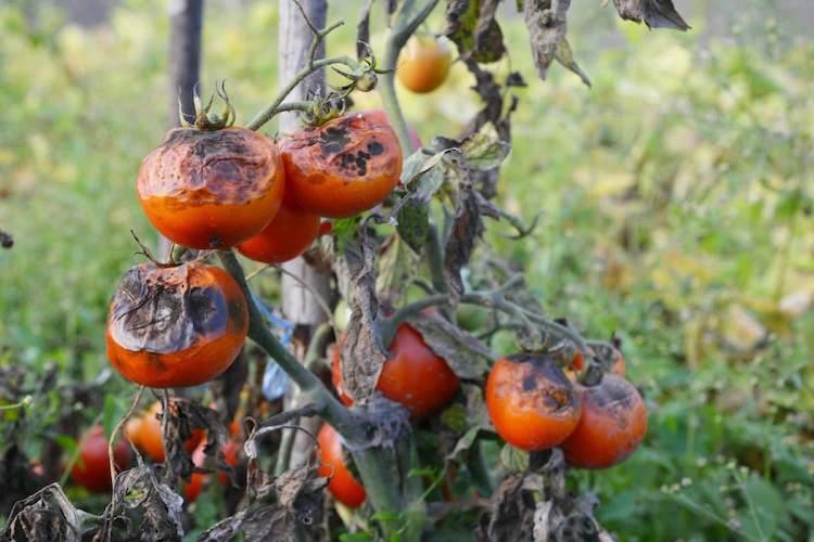 Was verursacht die Braunfäule bei Tomaten, erfahren Sie bei uns