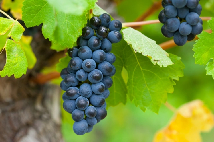 Weinreben schneiden im Sommer - Bei vielen Trauben bis zu 30 Prozent entfernen