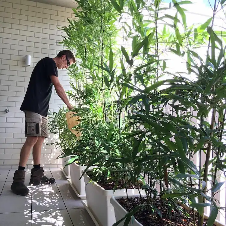 Welche Balkon Pflanzen Sichtschutz bieten - pflanzen Sie Bambus im Außenbereich