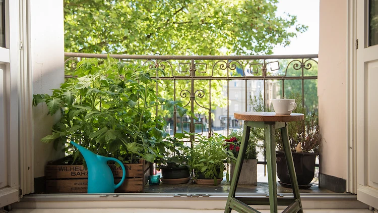 Welche Balkon Pflanzen Sichtschutz für einen Nord- oder Ostbalkon bieten
