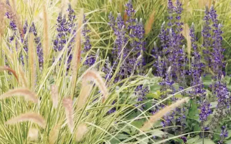 Welche Pflanzen können Sie mit Pampasgras kombinieren