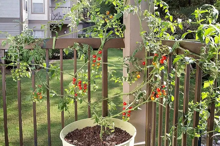 Welche Tomatensorten eignen sich für den Balkon