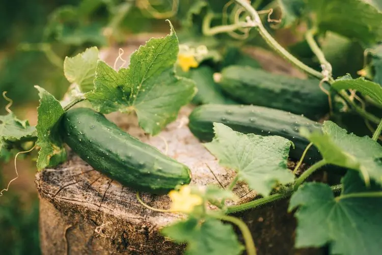 Wenn Gurken bitter schmecken Tipps zur Gartenarbeit vorbeugen