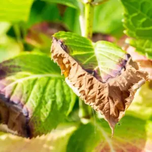 Wenn die Hortensie trockene Blätter - Braune Blattspitzen nach Frost