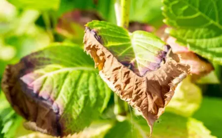 Wenn die Hortensie trockene Blätter - Braune Blattspitzen nach Frost