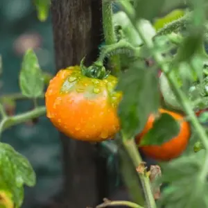 How to water tomatoes properly