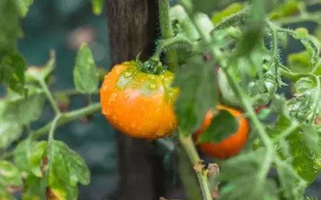 Wie gießt man Tomaten richtig