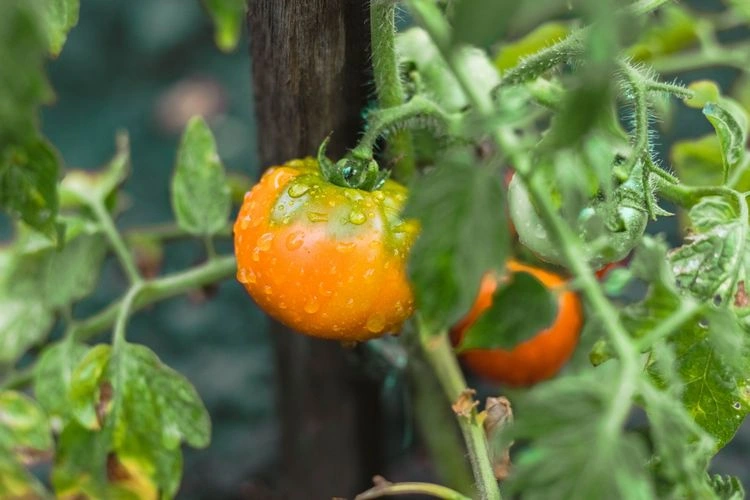 Wie gießt man Tomaten richtig
