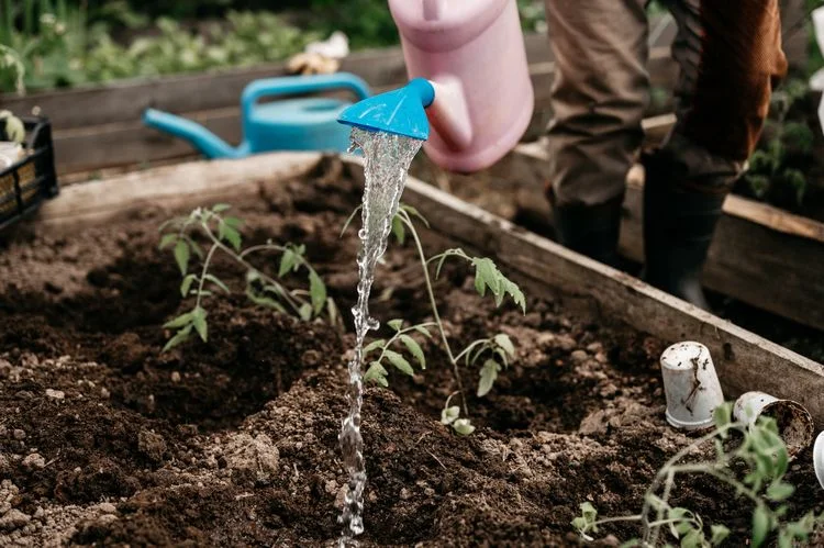 Wie oft Tomatenpflanzen wässern im Garten oder Gewächshaus welches Wasser