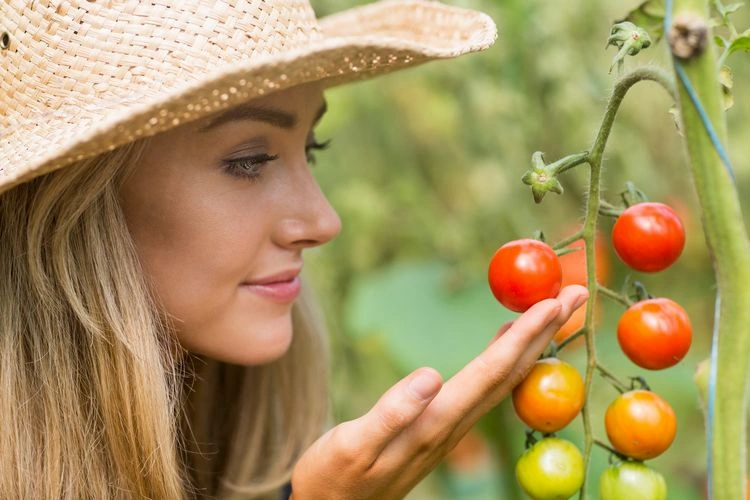 Wie schneidet man Tomatenpflanzen?