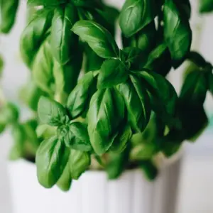 Wie sollte man Basilikum aus dem Supermarkt pflegen, um eine üppige Pflanze zu Hause zu haben