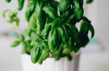 Wie sollte man Basilikum aus dem Supermarkt pflegen, um eine üppige Pflanze zu Hause zu haben