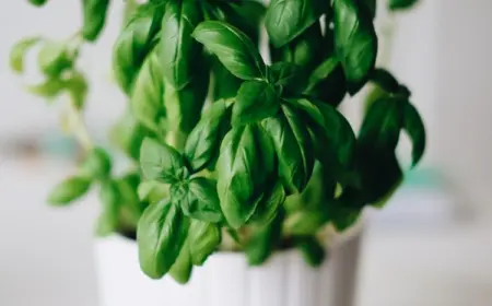 Wie sollte man Basilikum aus dem Supermarkt pflegen, um eine üppige Pflanze zu Hause zu haben