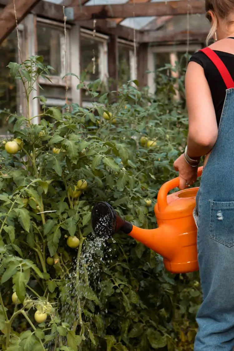 Wie viel Wasser brauchen Tomatenpflanzen