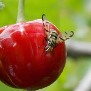 Würmer aus Kirschen bekommen - Wie gelangen die Maden in die Frucht