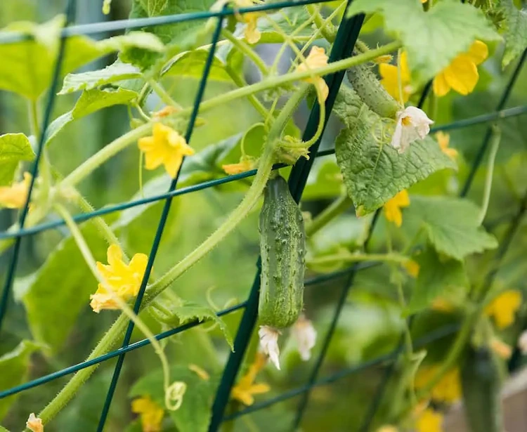 Wurmkot ist einer der besten Langzeitdünger für Gurkenpflanzen
