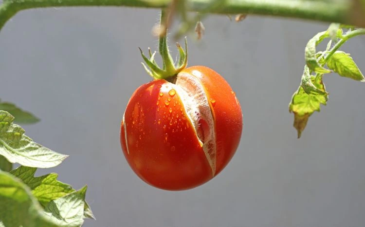 Zu trockener Boden kann die Tomate zum Platzen bringen