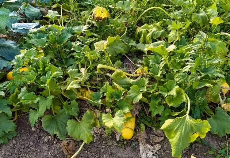 Zucchini bekommt gelbe Blätter - Unter- oder Überwässerung als Problem