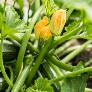 Zucchini pflanzen und pflegen - Wichtige Tipps für gesunde Pflanzen