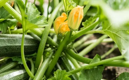 Zucchini pflanzen und pflegen - Wichtige Tipps für gesunde Pflanzen
