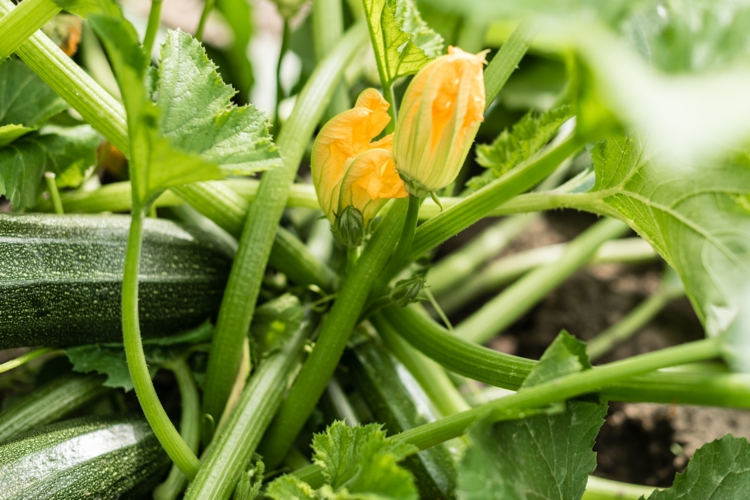 Zucchini pflanzen und pflegen - Wichtige Tipps für gesunde Pflanzen