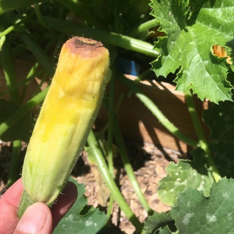 Zucchini werden gelb und sterben ab - Was tun, um die Früchte zu retten