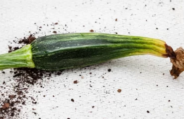 Zucchini werden gelb und sterben ab - Welche sind die Ursachen