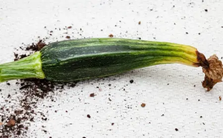 Zucchini werden gelb und sterben ab - Welche sind die Ursachen