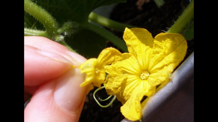 Zur Bestäubung suchen Sie die männlichen Blüten an den Gurkenstöcken