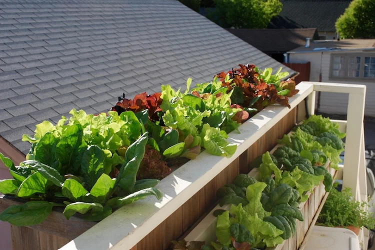 auf einem sonnigen dach angebaute salate in blumenkästen praktisch und platzsparend für hobbygärtner