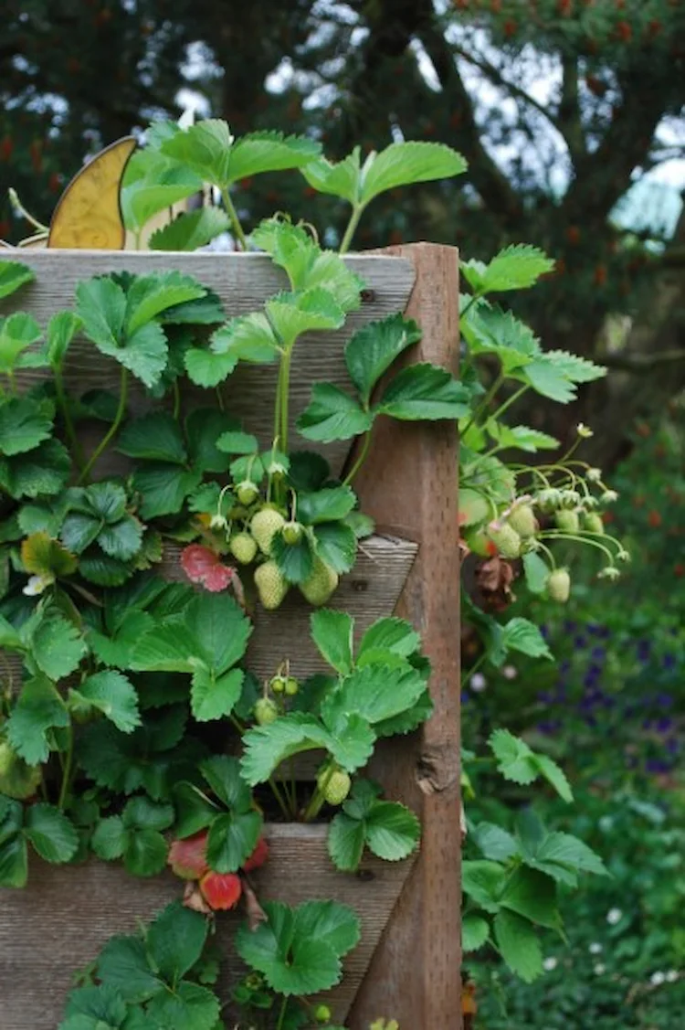 enjoy wooden plank privacy screen with strawberries as edible plants outdoors