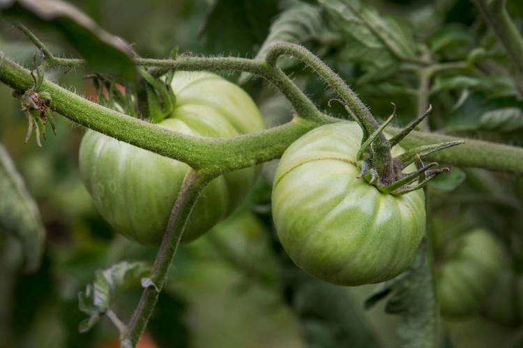 bei unreifen und langsam wachsenden tomaten wachstum beschleunigen