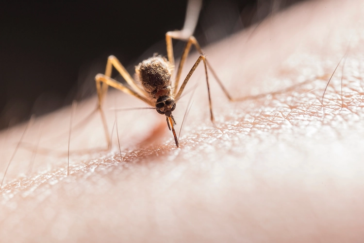 blutsaugenden insekten und was gegen mücken essen für die haut in den warmen sommermonaten sein sollte