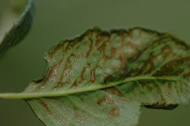 braune flecken auf einem pflanzenblatt durch insekten verursacht und als mögliche krankheit täuschend