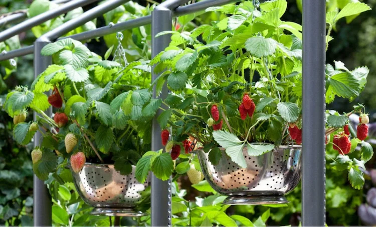 erdbeeren als essbare pflanzen an balkongeländern anbauen und in recycelten sieben züchten