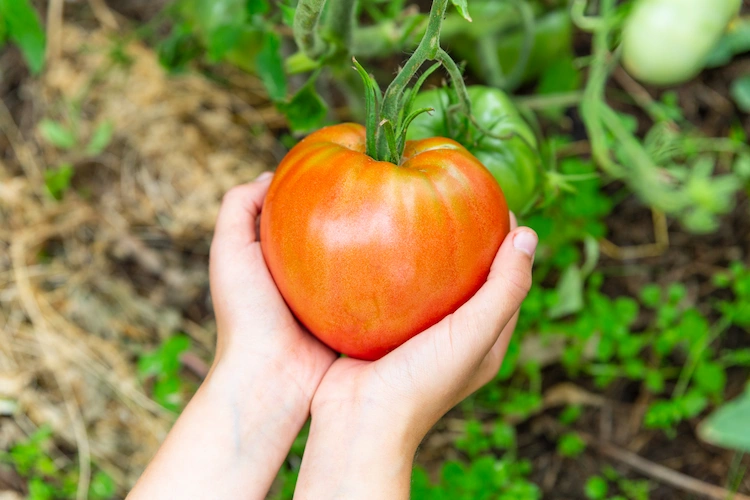 große und reife tomate ernten und gesunde vitamine im sommer zu sich nehmen