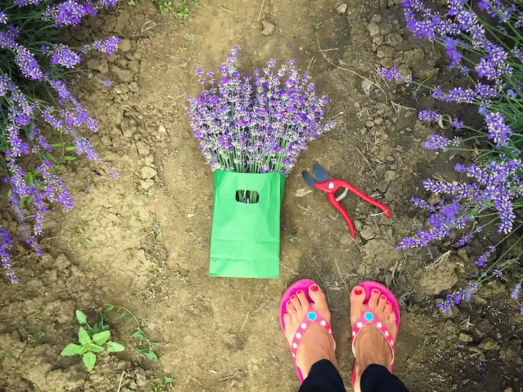 Une jardinière amateur plante de la lavande pour se protéger des moustiques dans son propre jardin