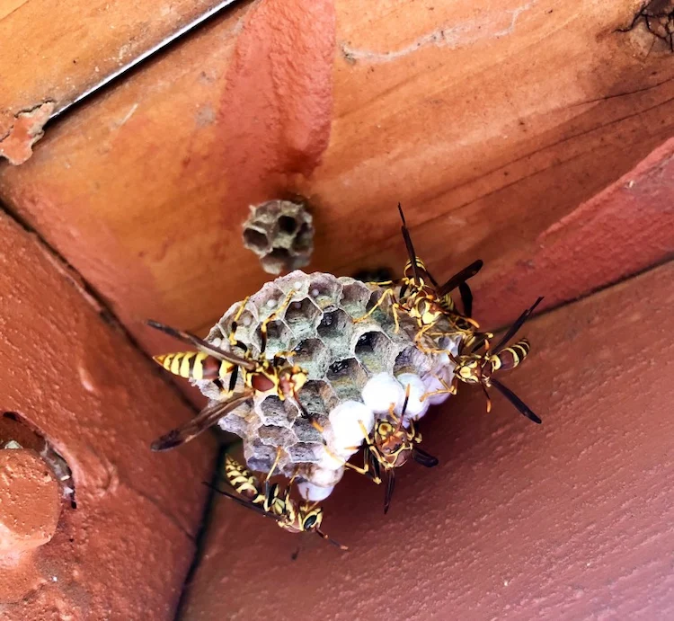 in einer ecke unter der terrassenüberdachung ein wespennest entfernen und insekten loswerden