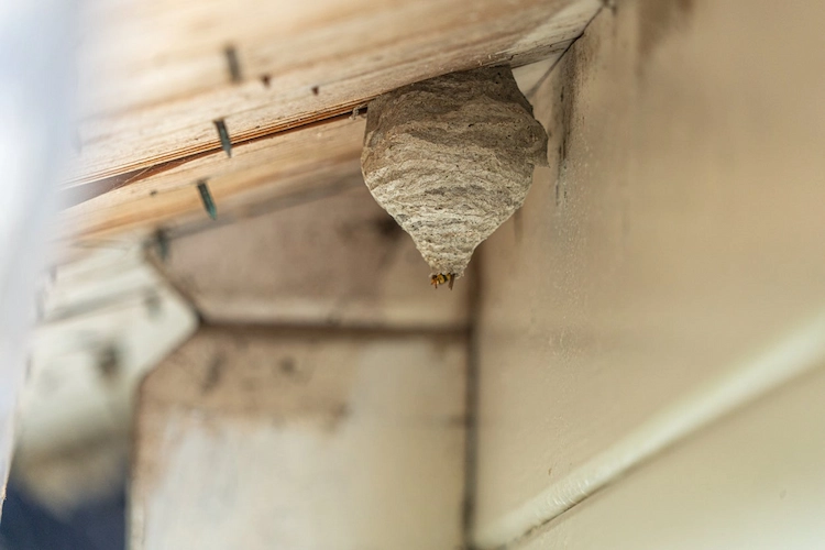 kegelförmiges wespennest entfernen hausmittel und sichere methoden ohne giftige chemikalien anwenden