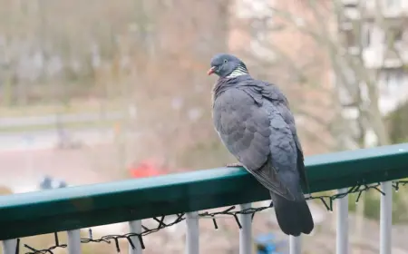 mögliche varianten zur taubenabwehr selber machen und den balkon schützen